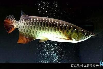 龍魚病了多久可以喂食物：龍魚生病后多久可以喂食物