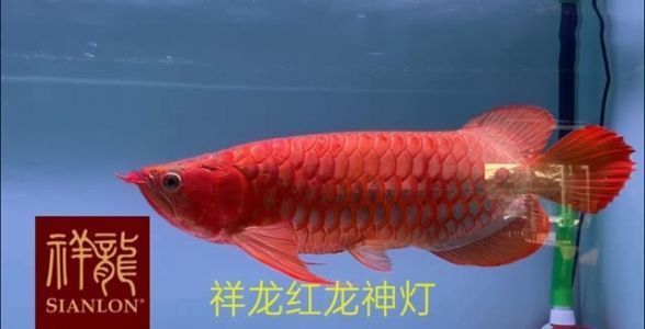 紅龍魚一年長多少厘米正常圖片大全（紅龍魚一年長多少厘米正常圖片大全視頻）