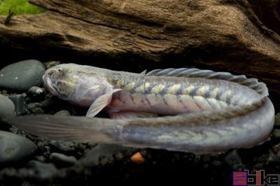 青山區(qū)魚樂會水族館（青山區(qū)魚樂會水族館地址）