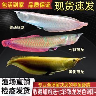 德州魚缸批發(fā)市場電話多少：德州魚缸批發(fā)市場電話多少號(hào)