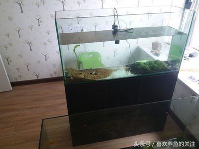 哪里有賣金龍魚苗的市場地址（哪里有賣金龍魚苗的市場地址電話） 廣州龍魚批發(fā)市場