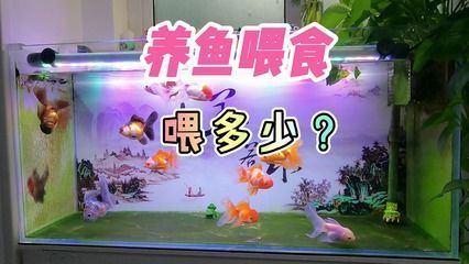 銀龍魚(yú)飼養(yǎng)方法大全圖片（銀龍魚(yú)飼養(yǎng)方法大全）