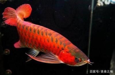 遼寧海城觀賞魚批發(fā)市場(chǎng)地址（遼寧海城觀賞魚批發(fā)市場(chǎng)地址在哪）