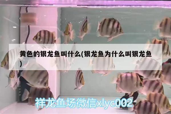 廣州賣龍魚地址電話（廣州龍魚批發(fā)市場）