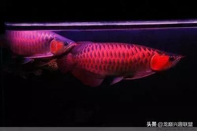 金老虎魚圖片欣賞視頻(金老虎觀賞魚) 虎魚百科