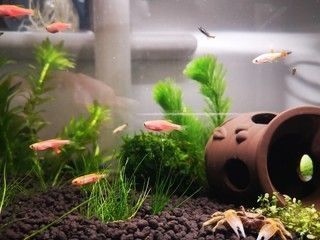 最漂亮的小型雷龍魚（最漂亮的小型雷龍魚品種）