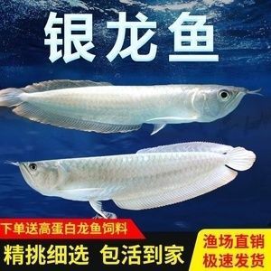 品牌魚(yú)缸排名第一的是哪個(gè)：魚(yú)缸排名前十的品牌 廣州龍魚(yú)批發(fā)市場(chǎng)