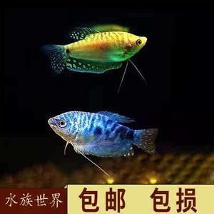 天津市寧河縣孫立杰水族店（天津市寧河縣孫立杰水族店地址）