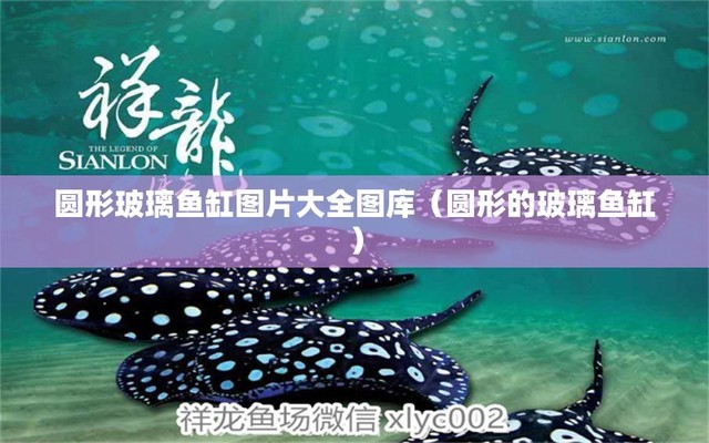 廣州魚缸市場在哪里批發(fā)海鮮（廣州魚缸市場在哪里批發(fā)海鮮便宜）