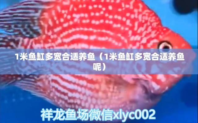 龍魚身上白色絮狀物怎么回事?。堲~身上白色絮狀物怎么回事啊圖片）