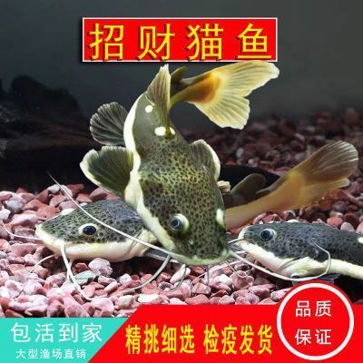 魚缸選購指南：哪個牌子的魚缸好點耐用？