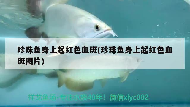 荥阳市康宁巷松魁水族馆（荥阳市康宁巷松魁水族馆电话）