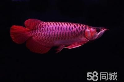 Discover the Majestic <strong><mark>arowana</mark></strong> in Douro: A Guide to the Exotic Fish in Portugal's Stunning River Region