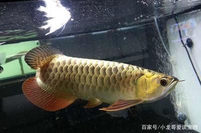 龍魚都有哪些品種與種類有關(guān)（龍魚都有哪些品種與種類有關(guān)系）