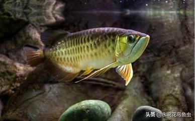 美國(guó)觀賞魚全紅（美國(guó)觀賞魚全紅價(jià)格表）