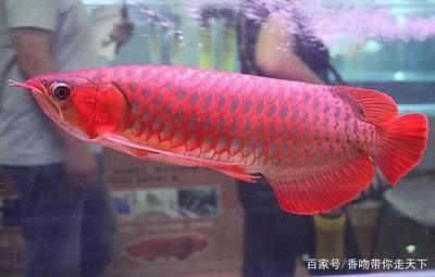 銀龍魚和鸚鵡魚混養(yǎng)吃什么魚食比較好（銀龍魚和鸚鵡魚混養(yǎng)吃什么魚食比較好呢） 鸚鵡魚