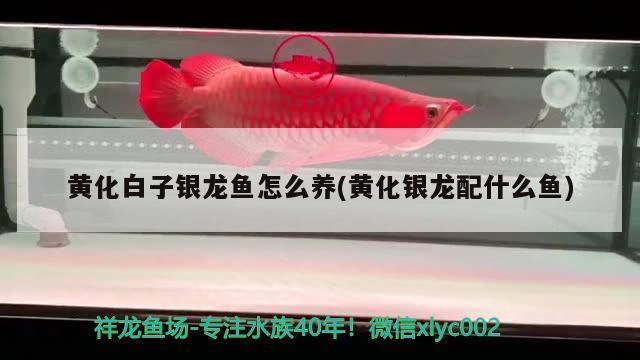 紅龍魚眼睛往里凹怎么回事圖片大全視頻講解（紅龍魚眼睛往里凹怎么回事圖片大全視頻講解）