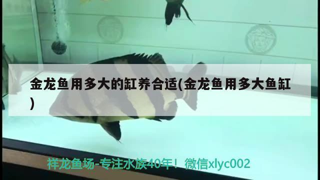 熱帶魚怎么養(yǎng)：熱帶魚怎么養(yǎng)才能活得長久