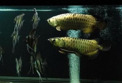 武城县城区鱼乐水族馆（武城县城区鱼乐水族馆电话）