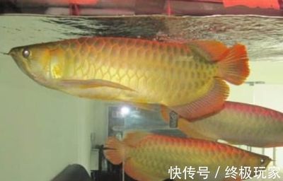 龍魚(yú)樣子灰色的是什么魚(yú)（龍魚(yú)樣子灰色的是什么魚(yú)圖片）