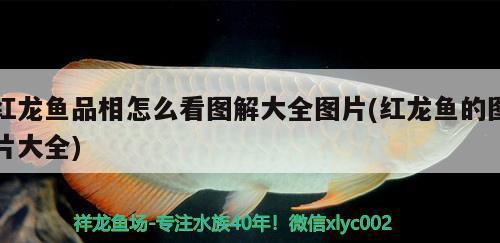 偃师市伊洛街道办事处森淼水族馆（偃师市伊洛街道办事处森淼水族馆电话）