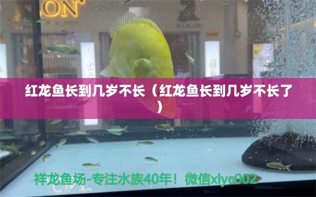 十大名貴錦鯉，鯉魚有多少品種 觀賞魚