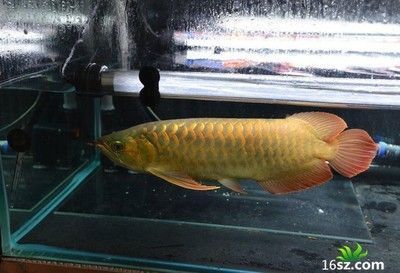 常德哪里有賣魚缸的實(shí)體店?。ǔ５履睦镉匈u魚缸的實(shí)體店啊電話）