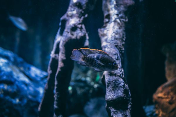 龍魚斜著游（龍魚斜著游是怎么回事） 祥龍水族醫(yī)院