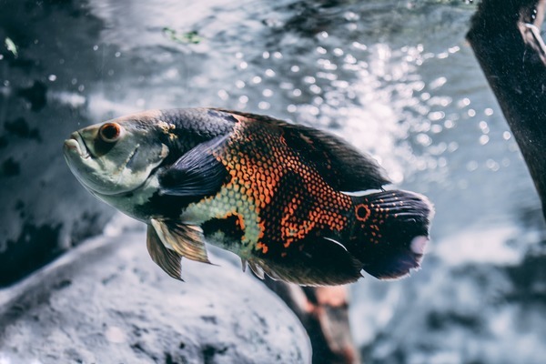 常州魚(yú)缸售后服務(wù)電話地址：常州魚(yú)缸售后服務(wù)電話地址的聯(lián)系方式