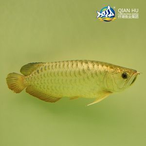 濱州森森水族魚缸專賣電話（濱州森森水族魚缸專賣電話地址）