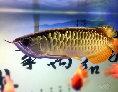 安遠(yuǎn)縣欣山鎮(zhèn)水嶼清泉魚館（安遠(yuǎn)縣欣山鎮(zhèn)水嶼清泉魚館電話） 全國水族館企業(yè)名錄