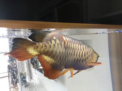 紅龍魚喂什么魚飼料好吃呢（紅龍魚喂什么魚飼料好吃呢視頻）