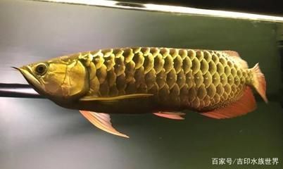 深圳海水觀賞魚店哪家好（深圳哪里水族館魚的品種多）