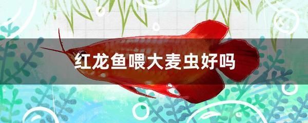 印尼紅龍魚場有哪些魚種(印尼紅龍魚魚苗的價格多少錢) 紅龍魚百科