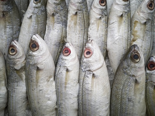 廊坊魚缸維護（廊坊魚缸維護公司）