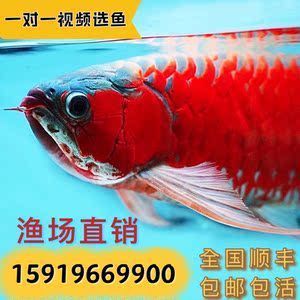 無錫哪里買魚缸便宜又好的 水族問答 第1張