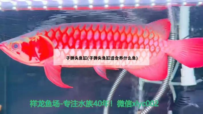 沒事抓了一點小魚