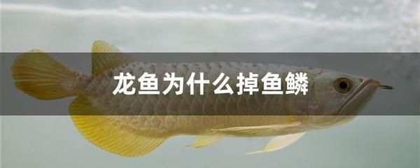 終于走了 薩伊藍(lán)魚