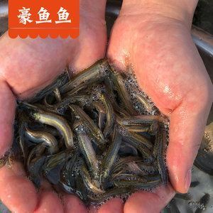 海南藏族自治州觀賞魚市場(chǎng)掉眼是光線的問題嗎？