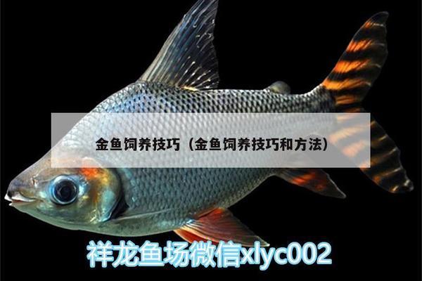 幽靈火箭魚飲食習慣：幽靈火箭魚水質(zhì)管理方法幽靈火箭魚飼養(yǎng)常見問題 其他寵物 第5張