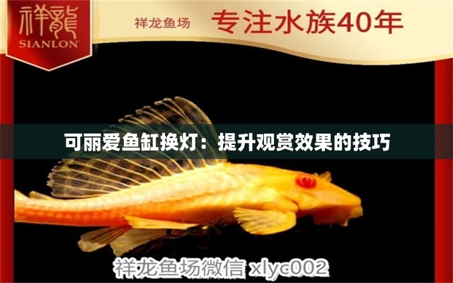 魚缸山水風(fēng)景圖片（魚缸山水布景效果圖） 祥龍水族醫(yī)院