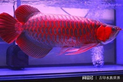 龍魚掉眼征兆圖片大全（龍魚掉眼征兆圖片大全大圖） 龍魚疾病與治療