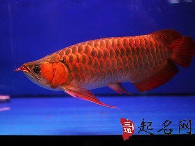 血斑雷龍魚能長(zhǎng)多大（血斑雷龍魚能長(zhǎng)多大的魚）