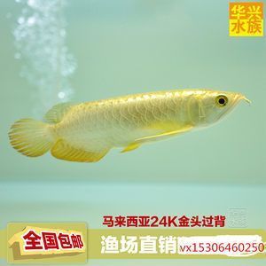 龍魚不愛游動(dòng)是什么原因造成的（龍魚不愛游動(dòng)是什么原因造成的怎么辦）