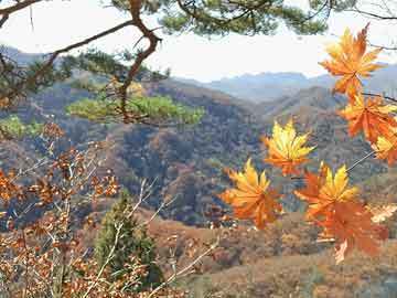 全国鱼缸排行榜前十名图片大全（全国鱼缸排行榜前十名图片大全集）