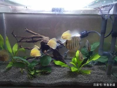 大連水族館求教龍魚的燈光