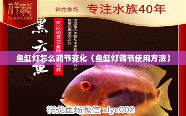 金龍魚是亞馬遜的嗎（金龍魚是亞馬遜的嗎） 祥龍水族醫(yī)院