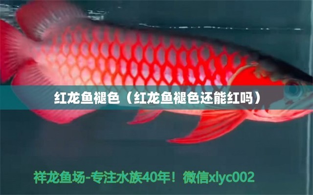 龍魚缸沉木造景圖片（龍魚缸放沉木的優(yōu)缺點） 肥料