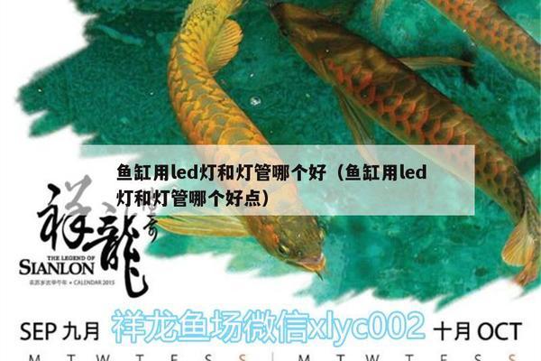 小丑魚尼莫：小丑魚尼莫英文名 海水魚