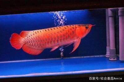 合肥廬陽區(qū)旗彩水族店（合肥廬陽區(qū)旗彩水族店地址）